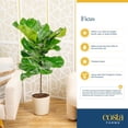 thumbnail image 6 of Costa Farms Live 10" Fiddle Leaf Fig Standard in Decor Pot, 6 of 8
