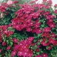 thumbnail image 3 of Member's Mark Clematis Rouge Cardinal Dormant Bulbs, 3pk, 3 of 9