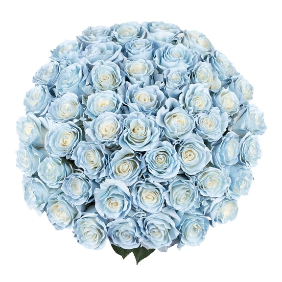 Member's Mark Illusion Roses, choose color and stem count:- 50, Light Blue