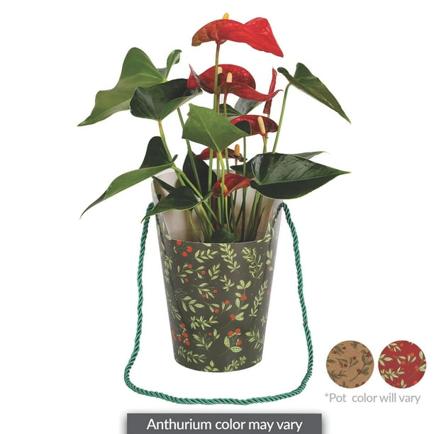 aloe vera pics plant Large Aloe Vera Plants For Sale| Medicinal Aloe| Aloe barbadensis