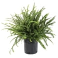 thumbnail image 1 of Costa Farms Live 10" Kimberly Queen Fern, Outdoor, 1 of 7