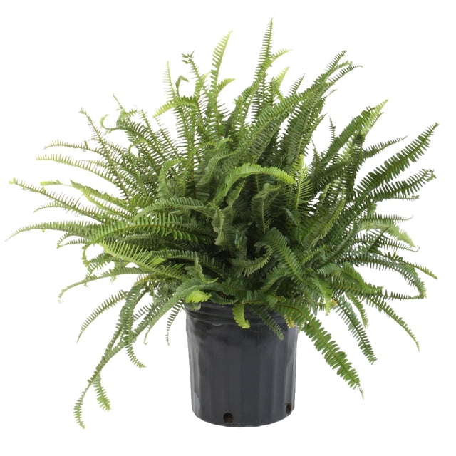 Costa Farms Live 10" Kimberly Queen Fern, Outdoor