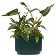 thumbnail image 1 of 10" White Princess Philodendron Duo in Green Ceramic Pot, 1 of 5