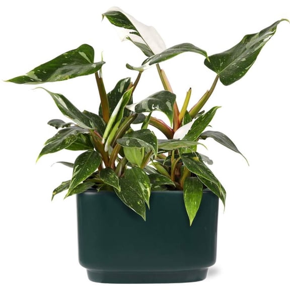 10" White Princess Philodendron Duo in Green Ceramic Pot