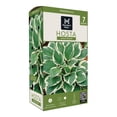 thumbnail image 1 of Member's Mark Hosta Minuteman Dormant Bulbs, 7pk, 1 of 9