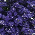 thumbnail image 2 of Statice, Purple (200 stems), 2 of 3
