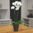 thumbnail image 4 of Live Assorted 5" Orchid in Ceramic Pot, 4 of 6
