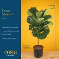 thumbnail image 7 of Costa Farms Live 10" Fiddle Leaf Fig Standard in Decor Pot, 7 of 8