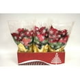 thumbnail image 2 of Multi-Pack Poinsettia, 2 of 2