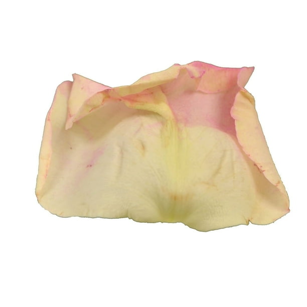 Member's Mark Illusion Roses, 96 stems, Choose color variety