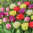 thumbnail image 3 of Member's Mark Tulip Double Late Blend Dormant Bulbs, 30pk, 3 of 9