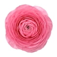 thumbnail image 3 of Ranunculus, 60 stems, choose color, 3 of 5