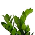 thumbnail image 3 of Costa Farms 10" ZZ Tropical Plant in Decorative Pot, 3 of 6