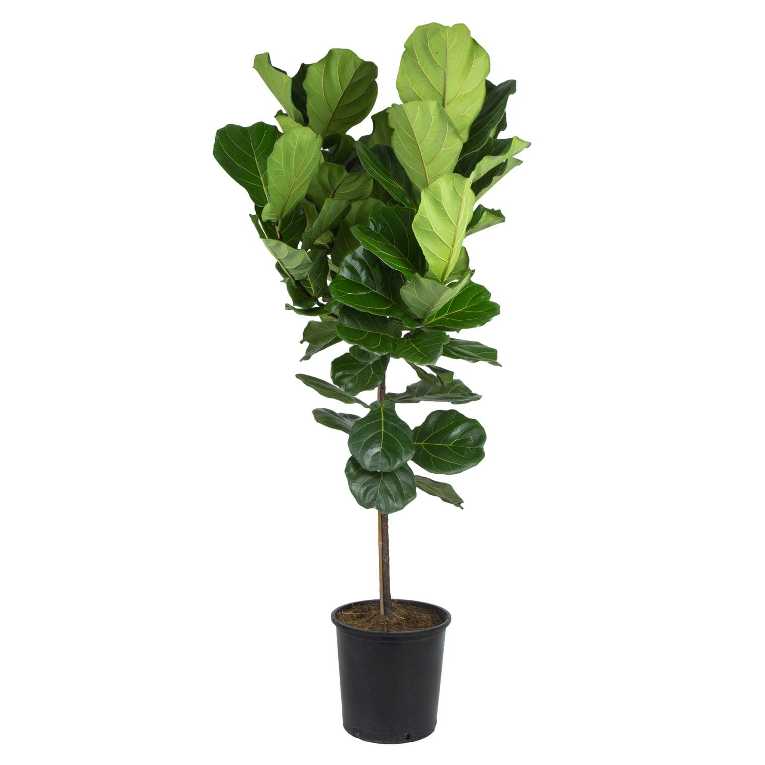 Costa Farms Fiddle Leaf Fig Ficus Lyrata Standard House Plant