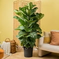 thumbnail image 5 of Costa Farms 12" Ficus Column Plant in Grower Pot, 5 of 5