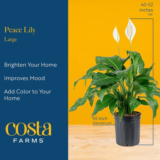 Costa Farms 10
