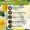 thumbnail image 6 of Member's Mark Daffodil Mix Dormant Bulbs, 40pk, 6 of 9