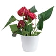 thumbnail image 4 of Live Mother's Day Flowering Assortment, Anthurium or Orchid, 4 of 10