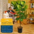 thumbnail image 5 of Costa Farms 12" Ficus Standard Plant in Grower Pot, 5 of 8