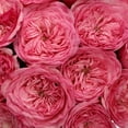 thumbnail image 4 of Member's Mark Garden Roses, 36 stems, Choose color variety, 4 of 6