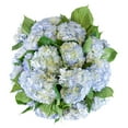 thumbnail image 1 of Member's Mark Hydrangeas, choose color and stem count, 1 of 4