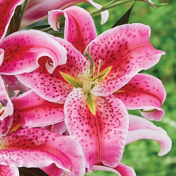 Lily様オーダー Van Zyverden Lily Oriental Mix, Dormant Bulb, Partial Sun, Multi