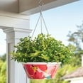 thumbnail image 2 of Member's Mark 14'' Hanging Flower Pot with Stainless Steel Chain, 2 of 3