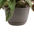 thumbnail image 3 of Costa Farms 8" Exotic Angel Plant in Hanging Basket, 3 of 8