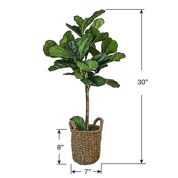 dracaena for sale Dracaena Fragrans Green