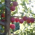 thumbnail image 3 of Verry Cherry Plums, 2 lbs., 3 of 5