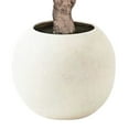 thumbnail image 2 of Member's Mark Faux 8' Deluxe Olive Tree in Oversized Cream Pot, 2 of 5