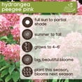 thumbnail image 7 of Member's Mark Wisteria & Hydrangea Wisteria Purple & Hydrangea Peegee Pink Dormant Bulbs, 2pk, 7 of 9