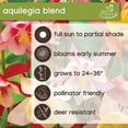 thumbnail image 6 of Member's Mark Columbine Aquilegia Blend Dormant Bulbs, 14pk, 6 of 9