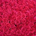 thumbnail image 6 of Member's Mark Ecuadorian Premium Roses, choose color variety and stem count, 6 of 7