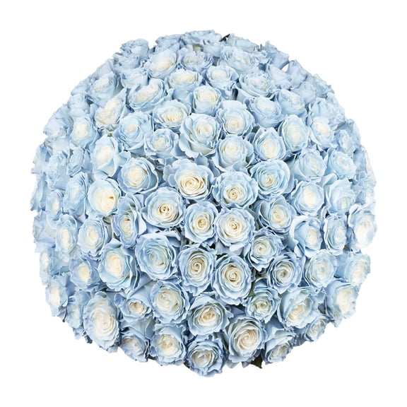 Member's Mark Illusion Roses, choose color and stem count:- 100, Light Blue