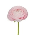 thumbnail image 1 of Ranunculus, 60 stems, choose color, 1 of 2