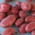 thumbnail image 5 of Member's Mark Seed Potatoes, 24pk, 5 of 10