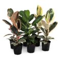 thumbnail image 1 of 5" Ficus Foliage in Grower Pot, 6 Pack, 1 of 5