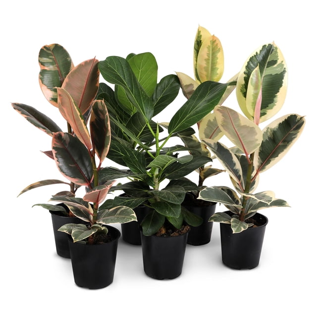5" Ficus Foliage in Grower Pot, 6 Pack