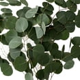 thumbnail image 3 of Member's Mark Silver Dollar Eucalyptus 40 stems, 3 of 5