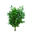 thumbnail image 1 of OFFLINE: Nagi Greenery (Choose Stem Count), 1 of 2