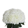 thumbnail image 2 of Member's Mark Premium Hydrangea, White, 30 stems, 2 of 6