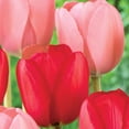 thumbnail image 3 of Member's Mark Tulip Impression Blend Dormant Bulbs, 40pk, 3 of 8