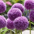 thumbnail image 3 of Member's Mark Allium Purple Sensation Dormant Bulbs, 40pk, 3 of 8