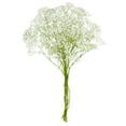 thumbnail image 2 of Member's Mark Premium Gypsophila, color and variety may vary, 2 of 4