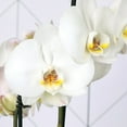 thumbnail image 2 of Live 5" White Orchids in Grower Pot, 6 Pack, 2 of 4