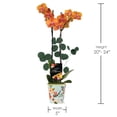 thumbnail image 5 of 5" Salmon Orchid and Pothos in Rifle Tin with Te Amo Mama Pick, 5 of 5