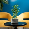 thumbnail image 4 of Costa Farms Medium Lucky Bamboo Plant in Decorative Pot, 4 of 9