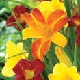 thumbnail image 5 of Member's Mark Daylily Blend Dormant Bulbs, 9pk, 5 of 9