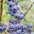 thumbnail image 3 of Member's Mark Blueberry Legacy & Bluecrop, 2pk, 3 of 10